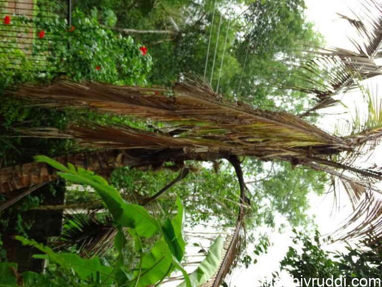 ಹುಳ ತಿಂದು ಸತ್ತ ತೆಂಗಿನ ಮರ