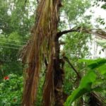 ಹುಳ ತಿಂದು ಸತ್ತ ತೆಂಗಿನ ಮರ