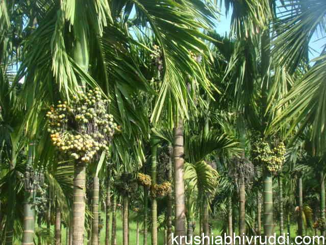 arecanut