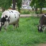 cows in open field grazing