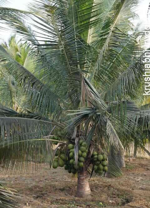 ತೆಂಗು-ಉತ್ತಮ ಆರೈಕೆಯಲ್ಲಿ ಬೆಳೆದ 4 ವರ್ಷದ ತೆಂಗು- 4 year yielding plant