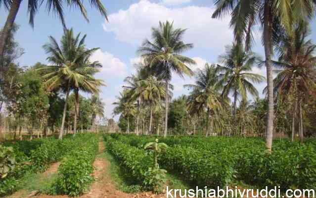 ತೆಂಗಿನ ಇಳುವರಿ ಹೆಚ್ಚಲು ಹಿಪ್ಪು ನೇರಳೆ ಬೆಳೆ ಸಹಾಯಕ.
