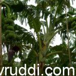 ಗೊನೆ ಹಾಕಿದ ಬಾಳೆ