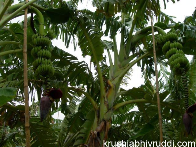 ಗೊನೆ ಹಾಕಿದ ಬಾಳೆ