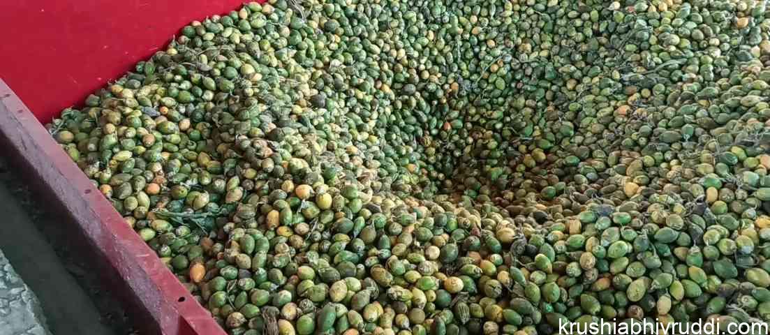 tender arecanut