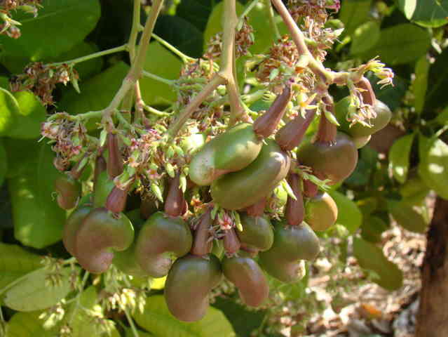ಟಿ ಸೊಳ್ಳೆ ಬಾಧಿಸದ ಗೇರು ಮಿಡಿ