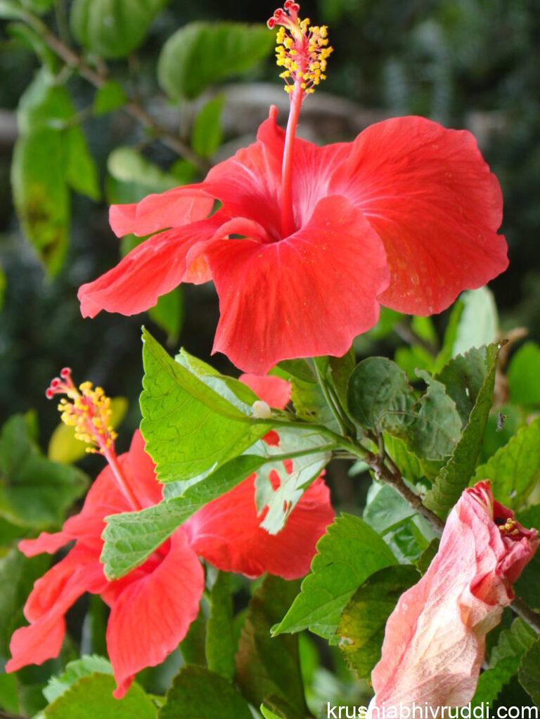 hibiscus flower
