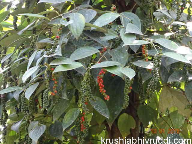 ಹಣ್ಣು ಆದ ಕರಿಮೆಣಸು