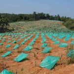 ಡ್ರಿಪ್ ವ್ಯವಸ್ಥೆಯಲ್ಲಿ ಅಡಿಕೆ ಬೆಳೆ