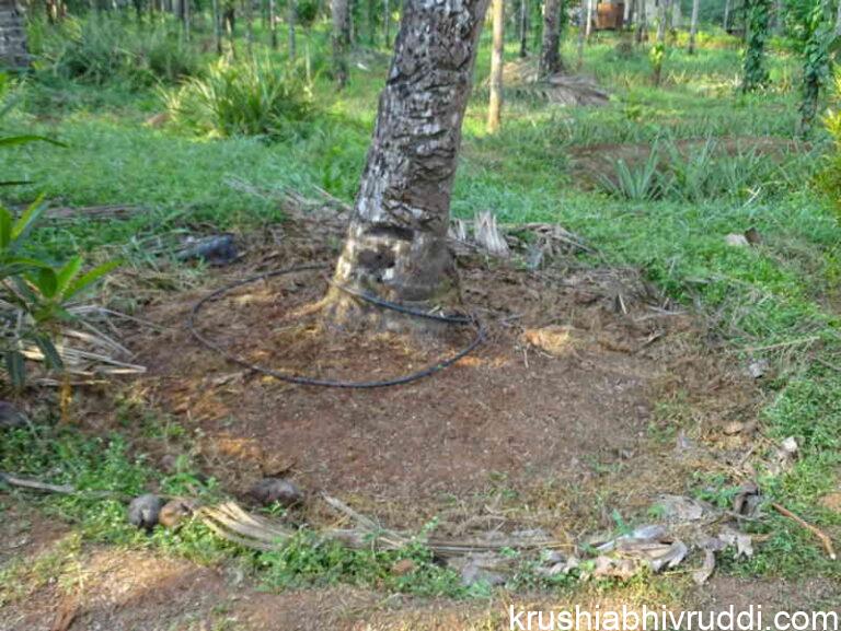 ಉಪ್ಪು ಹಾಕುವ ಭಾಗ