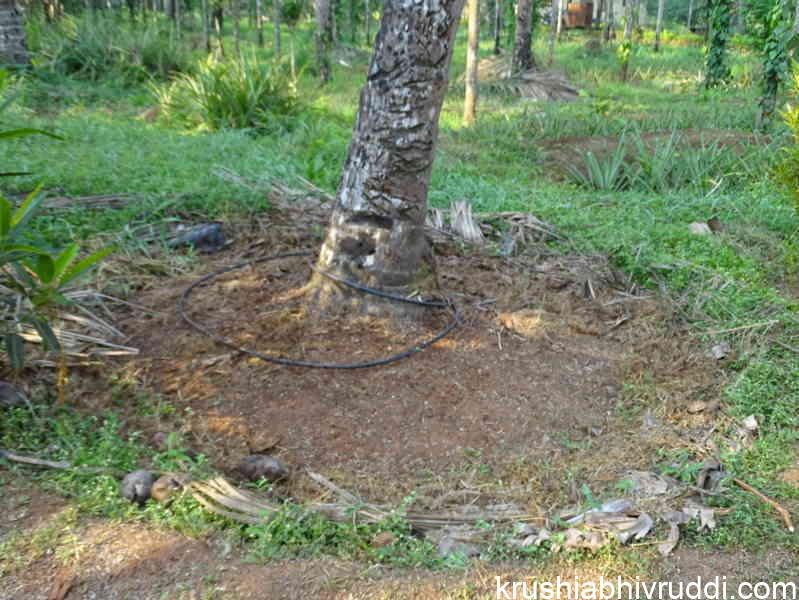 ಉಪ್ಪು ಹಾಕುವ ಭಾಗ