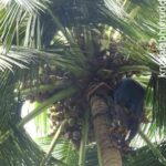 coconut tree full of nuts
