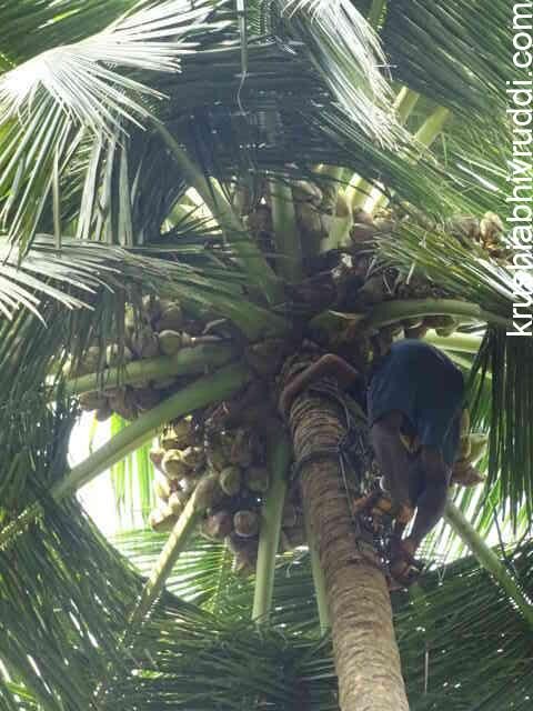 coconut tree full of nuts