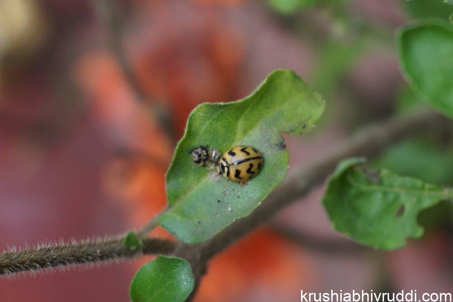 ಗುಲಗುಂಜಿ ಹುಳ ಕೀಟ ಭಕ್ಷಕ