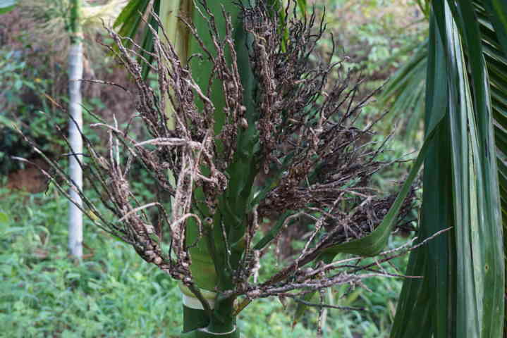 pest problem