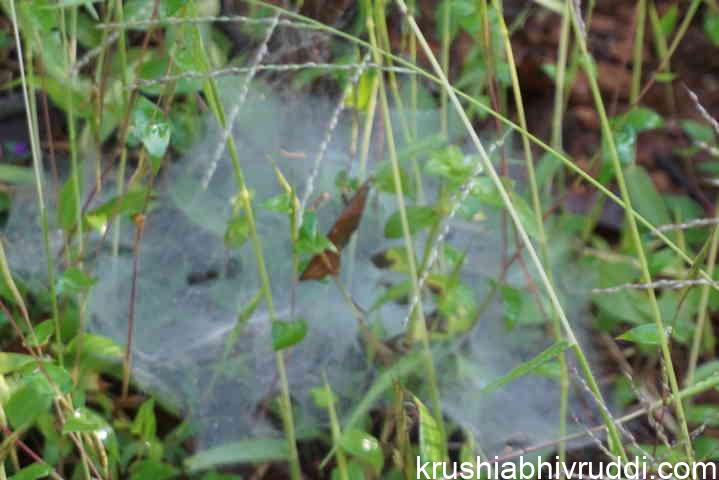 spider nest in soil surface