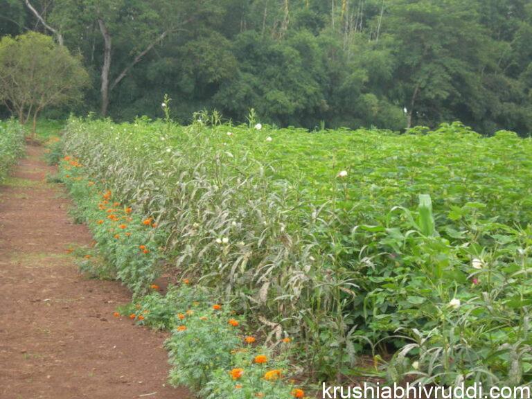 border crops to pest attraction