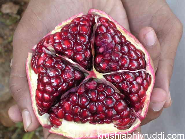 ದಾಳಿಂಬೆಯ ಹೊಸ ಹೈಬ್ರೀಡ್ ತಳಿ. pomegranate