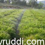 ginger in sprinkler irrigation