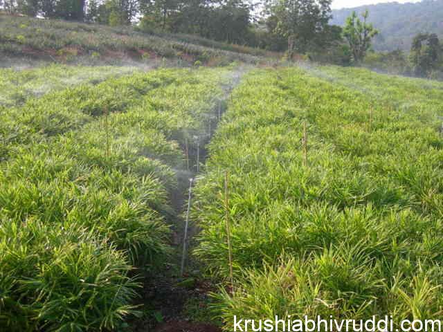 ginger in sprinkler irrigation