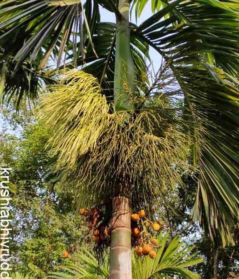 areca palm