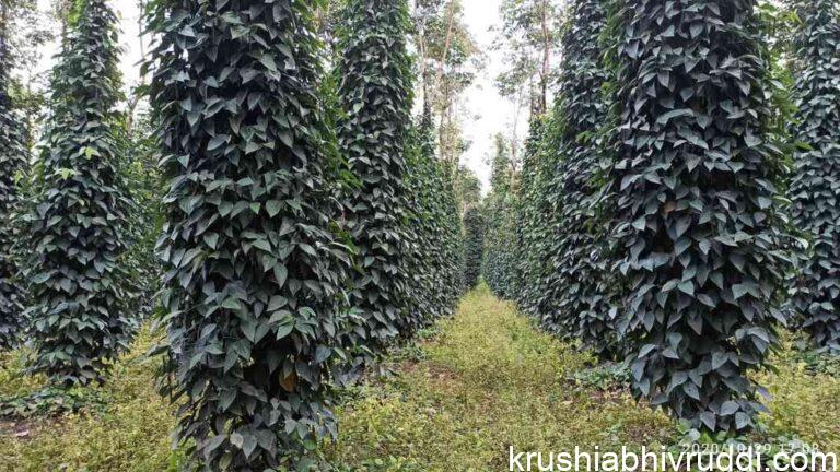 ಕರಿಮೆಣಸಿಗೆ ಬೋರ್ಡೋ ದ್ರಾವಣ ಸಿಂಪಡಿಸಿದಾಗ