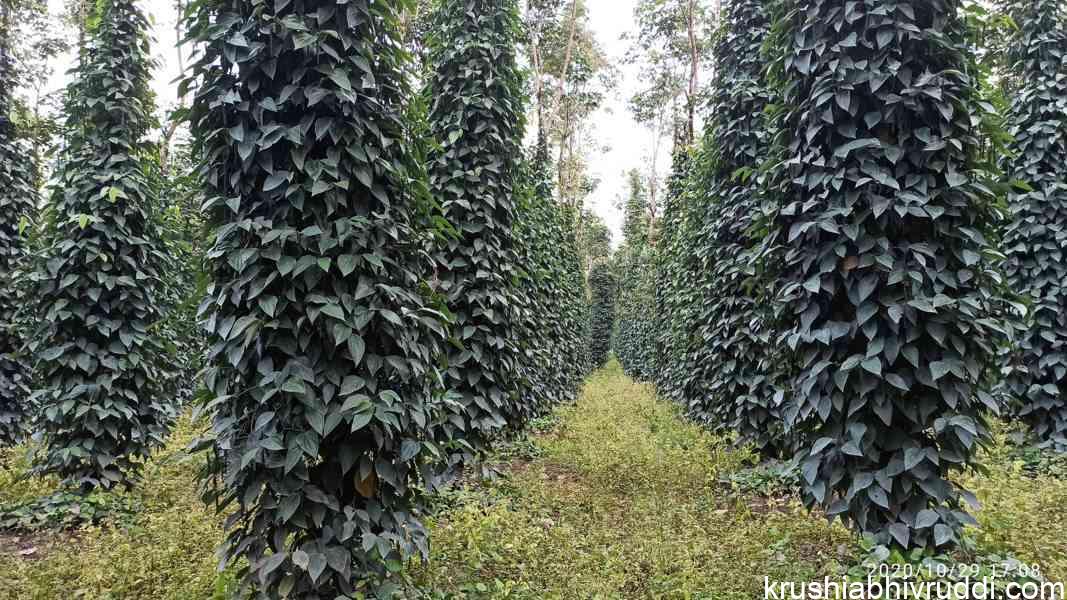 ಕರಿಮೆಣಸಿಗೆ ಬೋರ್ಡೋ ದ್ರಾವಣ ಸಿಂಪಡಿಸಿದಾಗ