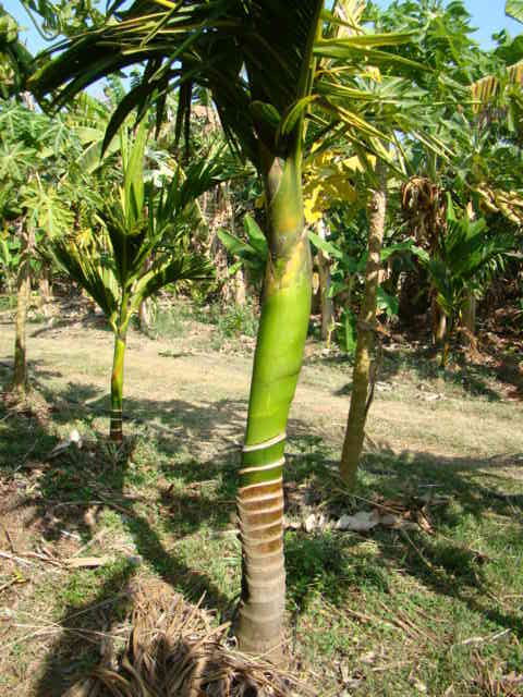 Zink deficiency in plant