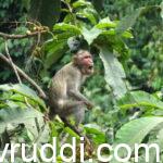 ಬೆಳೆಗಳಿಗೆ ಹಾನಿ ಮಾಡುವ ಮಂಗ