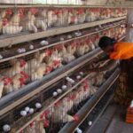 poultry farm