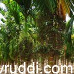 ಒಣ ನೆಲದಲ್ಲಿ ಕಾಯಿ ಕಚ್ಚುವಿಕೆ ಹೆಚ್ಚು