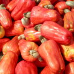 Cashew Dwarf release