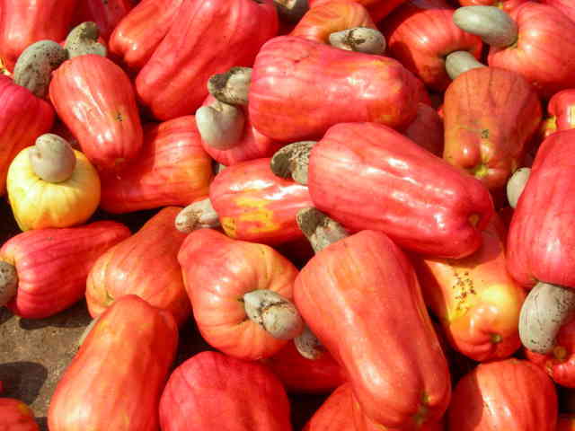 Cashew Dwarf release