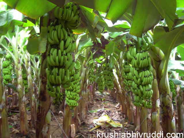 banana plantation