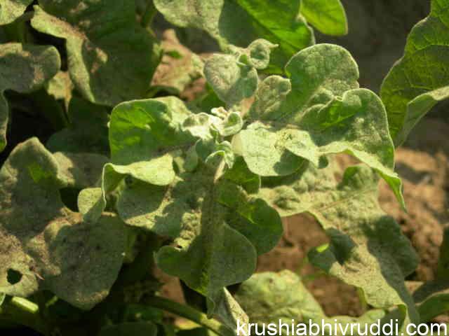Mite infection