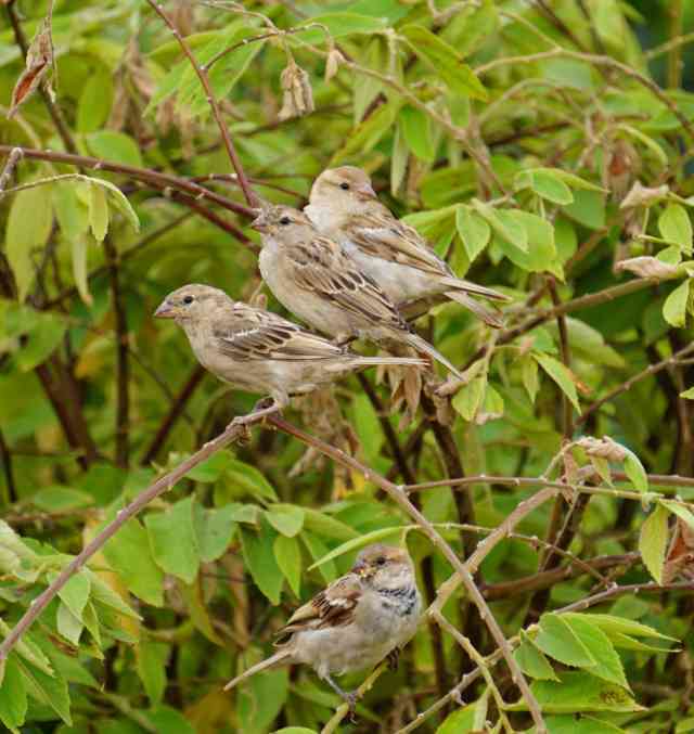 ಕಾಡು ಹಣ್ಣು ತಿನ್ನುತ್ತಿರುವ ಗುಬ್ಬಿ
