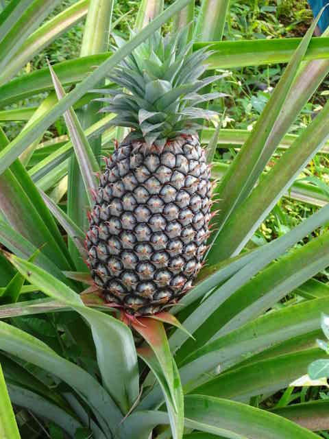 ಅನನಾಸು ಗಾತ್ರ ದೊಡ್ದದಾಗಬೇಕೇ ಹೀಗೆ ಮಾಡಿ.