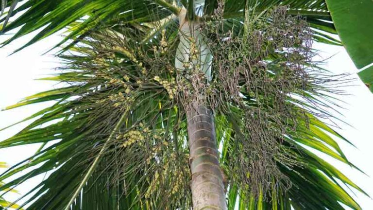 ಅಡಿಕೆ- ಸಿಂಗಾರಕ್ಕೆ ಸಿಂಪರಣೆ ಮಾಡುವವರಿಗೆ ಇಲ್ಲಿದೆ ಮಾಹಿತಿ.