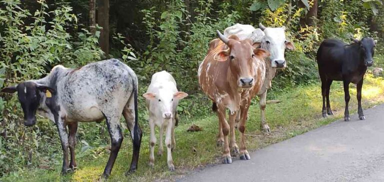 ತುಂಟ ಹಸುಗಳನ್ನು ಸಾಧು ಮಾಡುವ ಕೆಲವು ವಿಧಾನಗಳು.