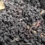 ಮಣ್ಣಿನ ಬಣ್ಣ ಮತ್ತು ಅದರ ಫಲವತ್ತತೆ