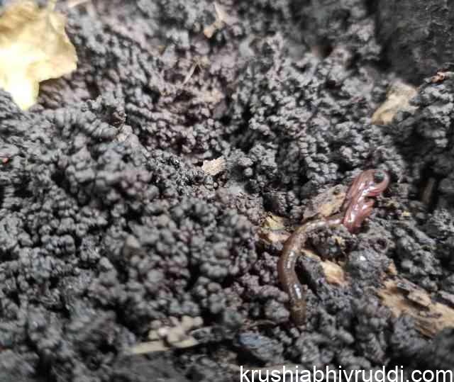 ಮಣ್ಣಿನ ಬಣ್ಣ ಮತ್ತು ಅದರ ಫಲವತ್ತತೆ