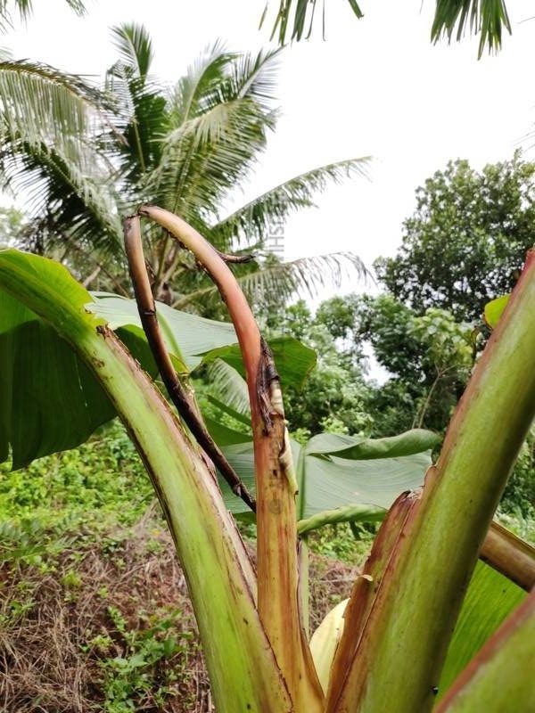 ಬಾಳೆ ಸುಳಿ ಕೊಳೆಯುವಿಕೆ