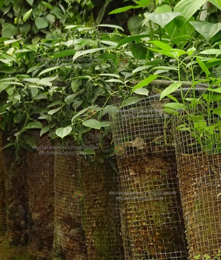 ಕರಿಮೆಣಸು ಹೀಗೆ ಬೆಳೆಸಬಹುದು