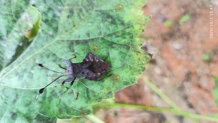 ಇವರಿಗೆ ಉತ್ತರಿಸುವಷ್ಟಾದರೂ  ಕೃಷಿಕ ಬುದ್ದಿವಂತನಾಗಬೇಕು.