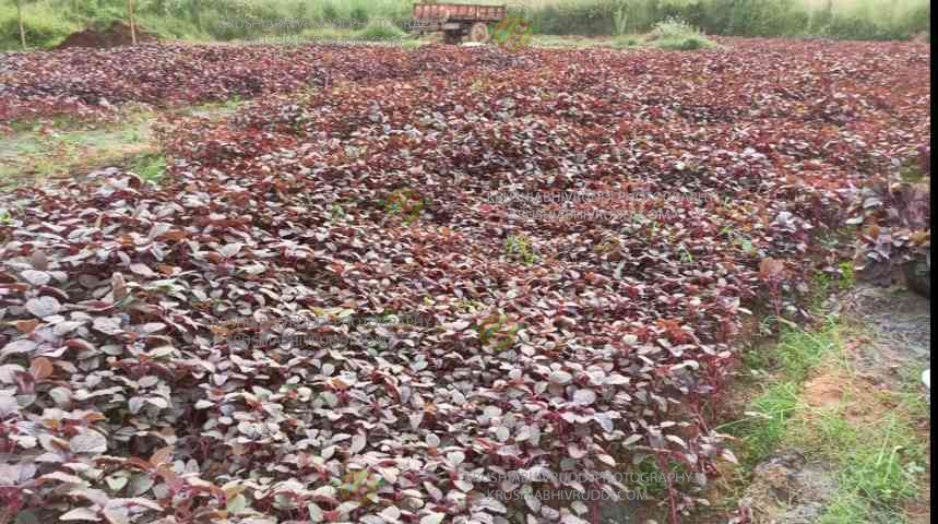 50,000ಖರ್ಚು ಮಾಡಿ 1 ತಿಂಗಳಲ್ಲಿ 1 ಲಕ್ಷ ಗಳಿಸುವ ಬೆಳೆ. Amarantus an short term vegetable