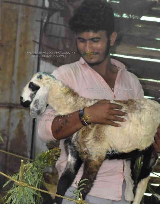 Farmer showing the sheep