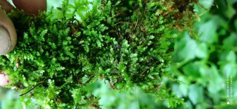 ನೆಲದ ಮೇಲೆ ಹುಲುಸಾಗಿ ಬೆಳೆದ ಹಾವಸೆ