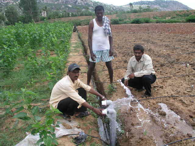 ಬಣ್ಣದ ಕ್ಯಾಪ್ಸಿಕಂ- 16 ಲಕ್ಷ ಆದಾಯ.
