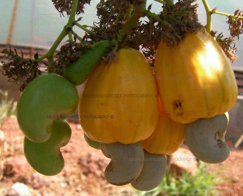 cashew