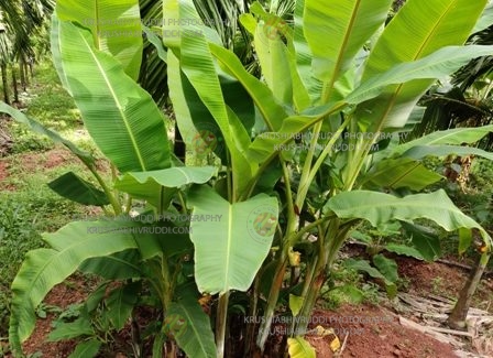 ಅಧಿಕ ಮೊಳಕೆಗಳು ಇದರ ವಿಶೇಷ